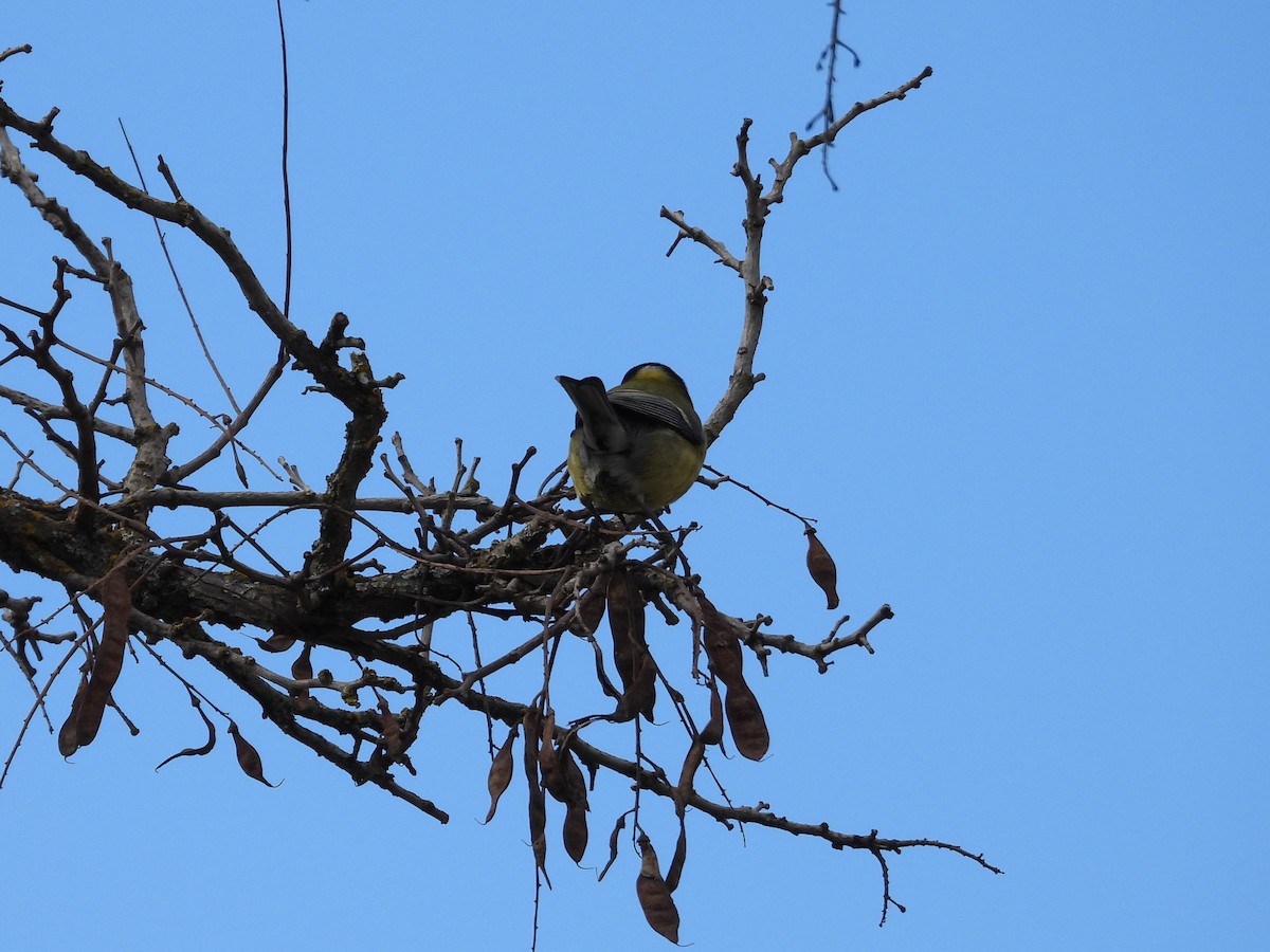 Great Tit - ML647284594