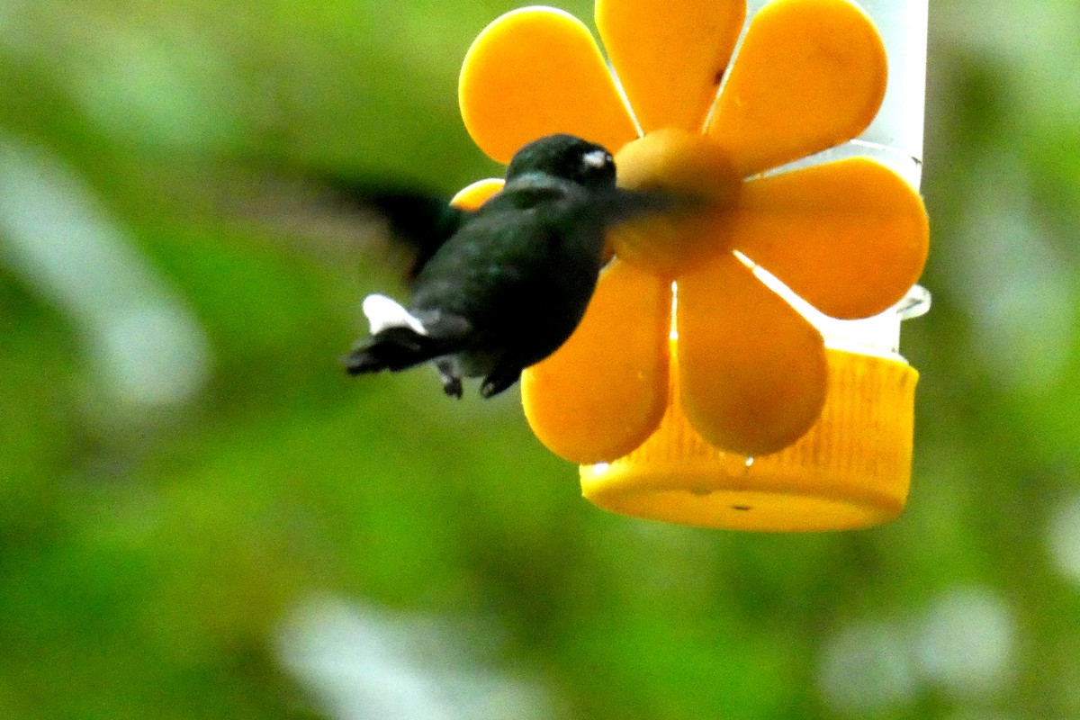 Purple-bibbed Whitetip - ML647284595