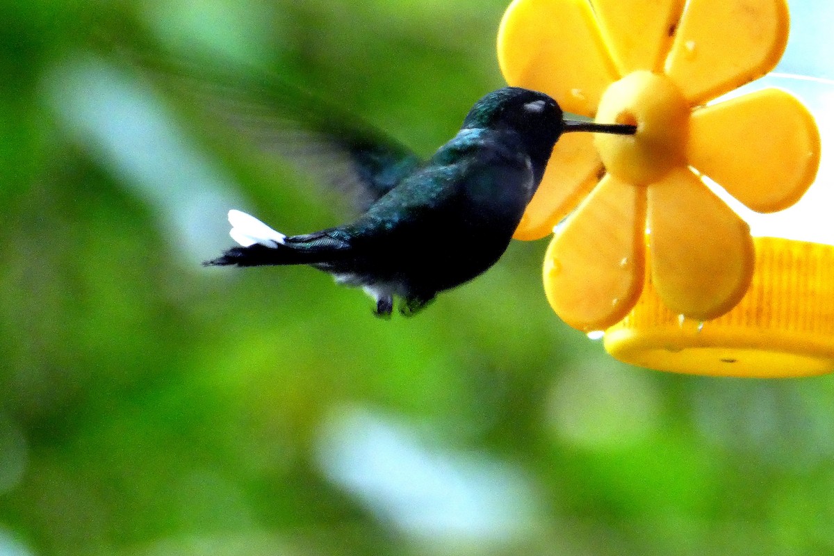 Purple-bibbed Whitetip - ML647284596