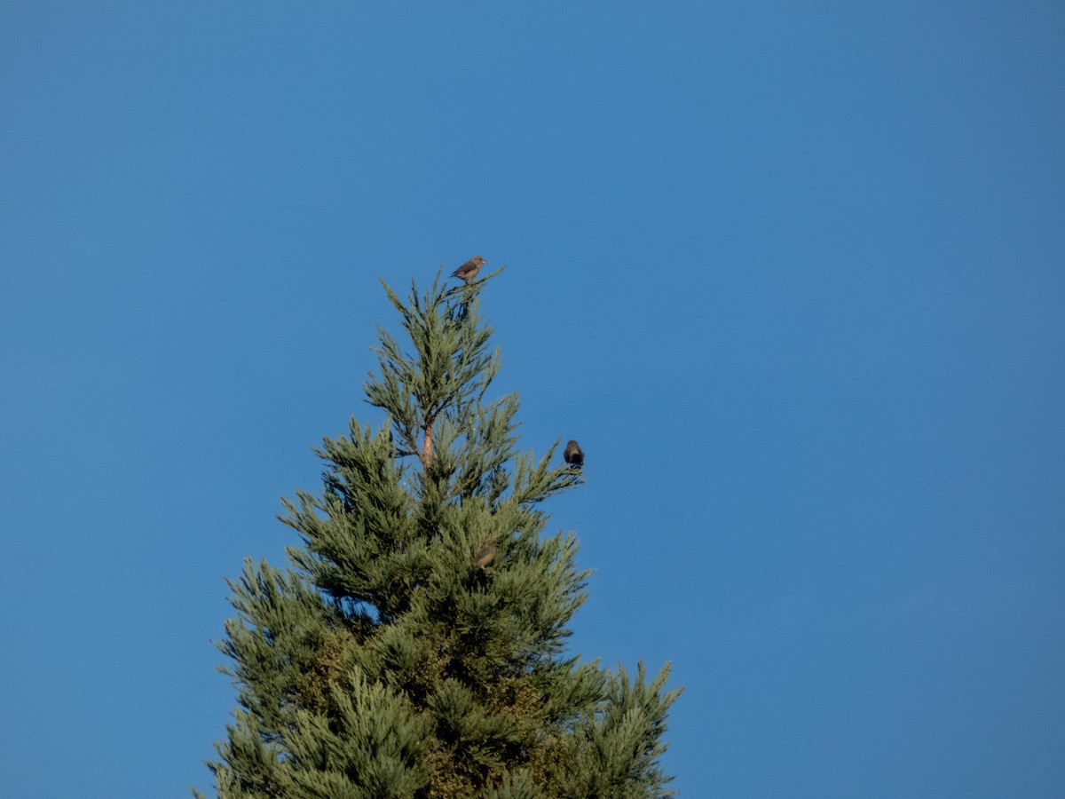 Red Crossbill - ML647284598