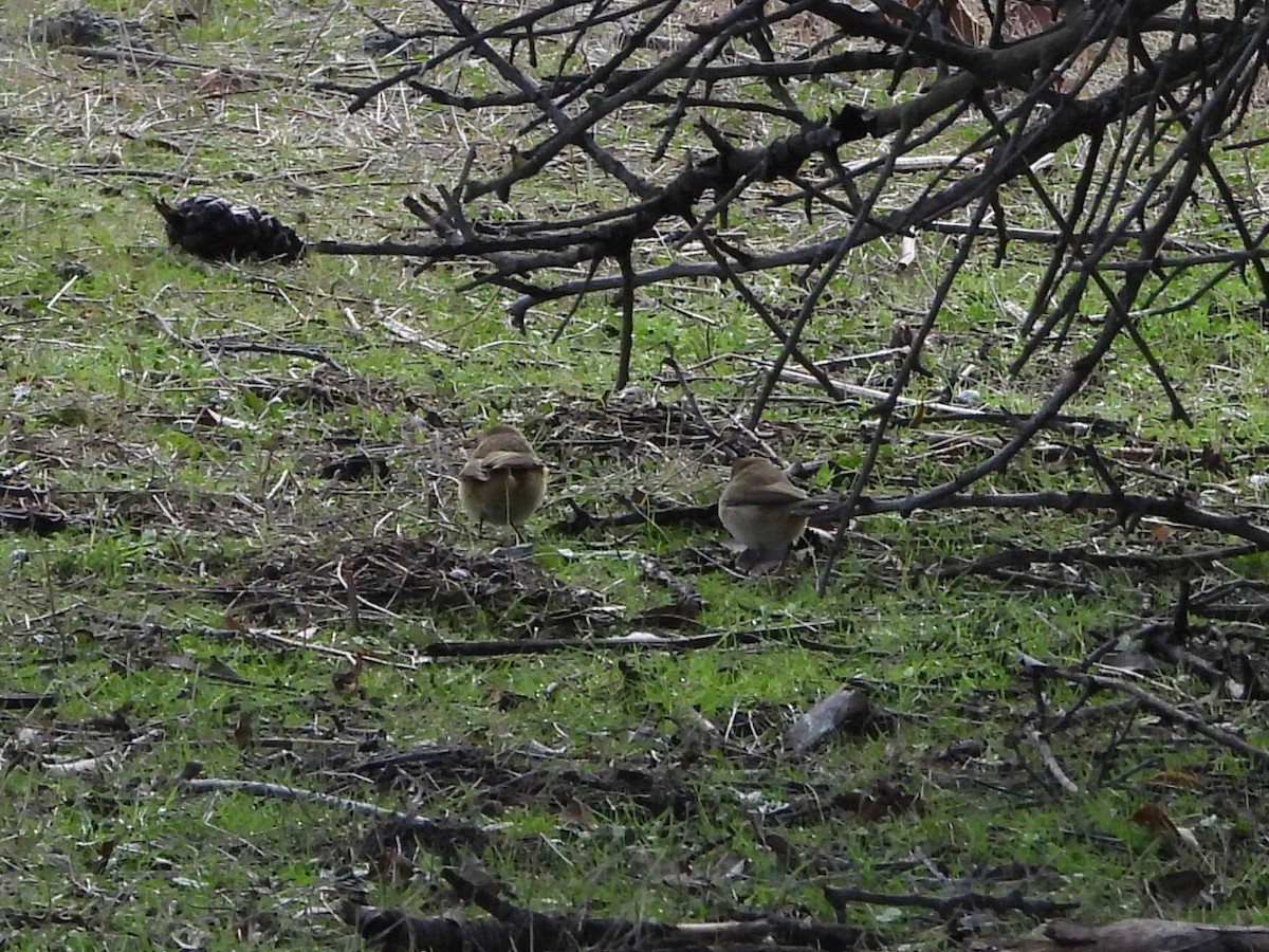 Common Chiffchaff - ML647284599