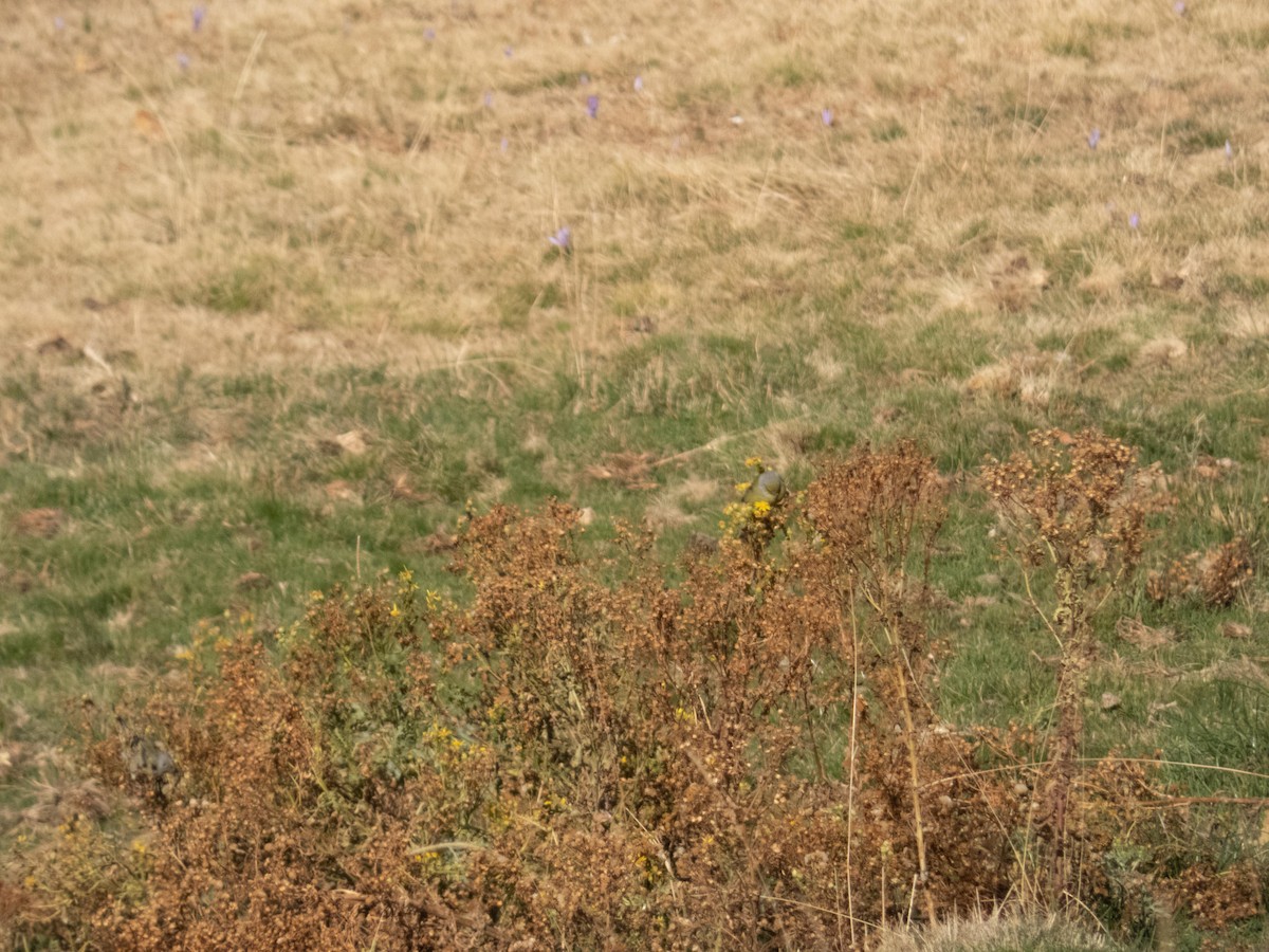 zvonohlík citronový - ML647284604