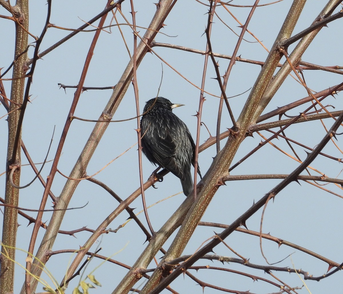 Étourneau unicolore - ML647284606