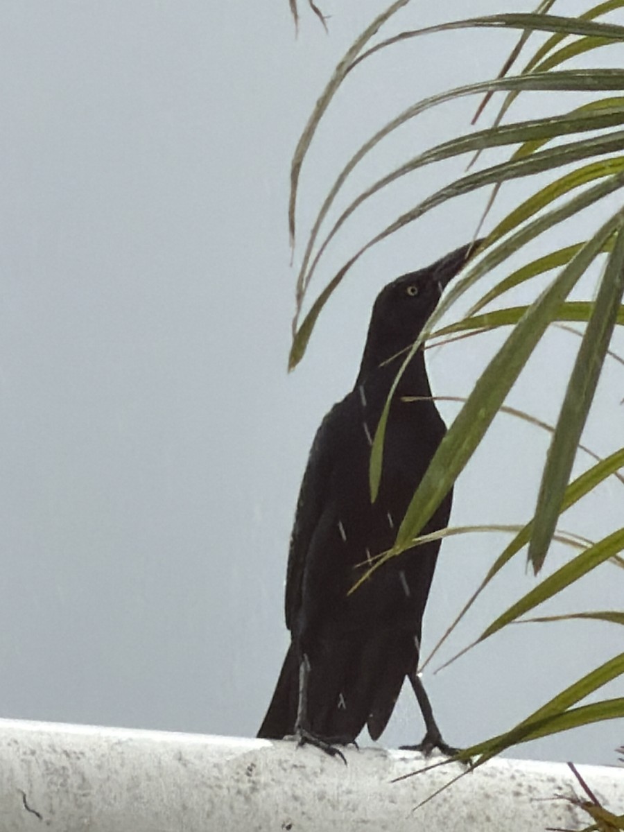 Great-tailed Grackle - ML647284607