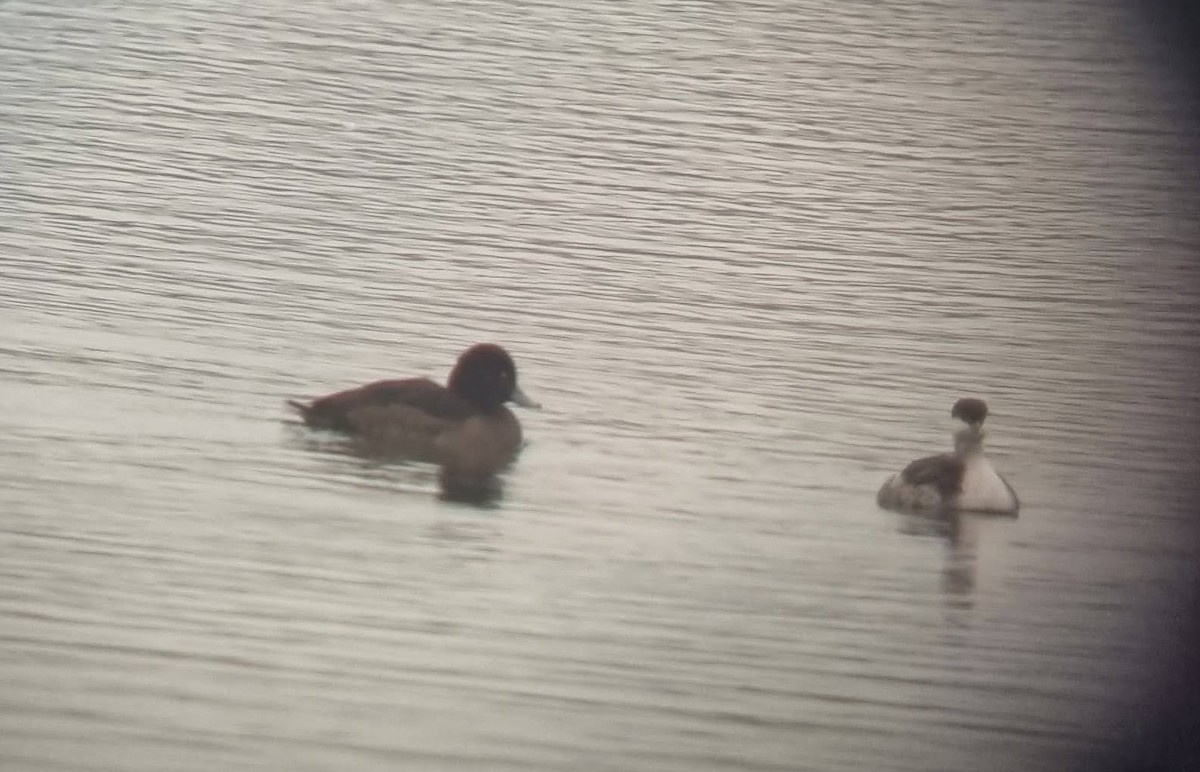 Horned Grebe - ML647284610