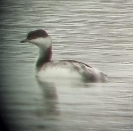 Horned Grebe - ML647284611