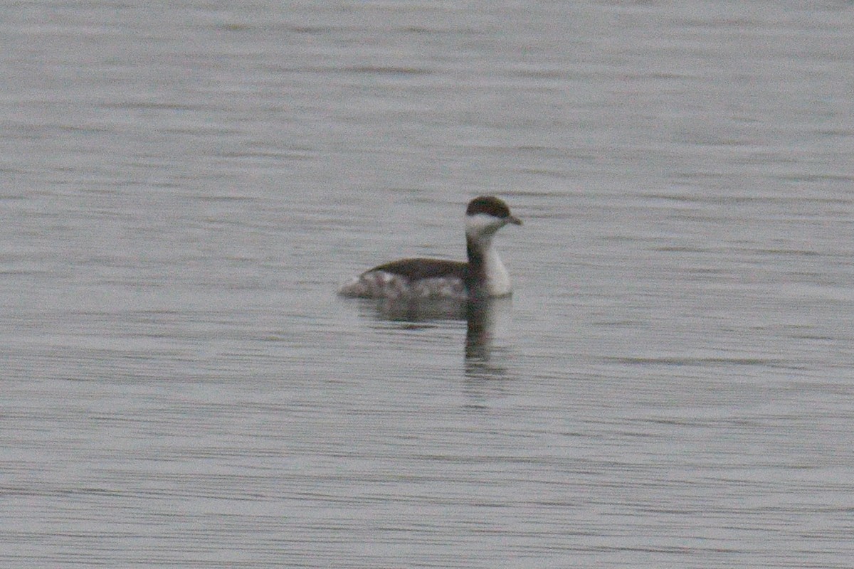Horned Grebe - ML647284612