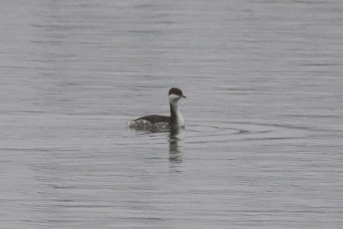 Horned Grebe - ML647284613