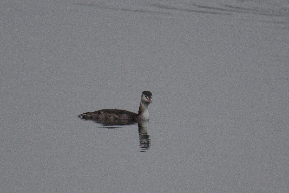 Great Crested Grebe - ML647284614
