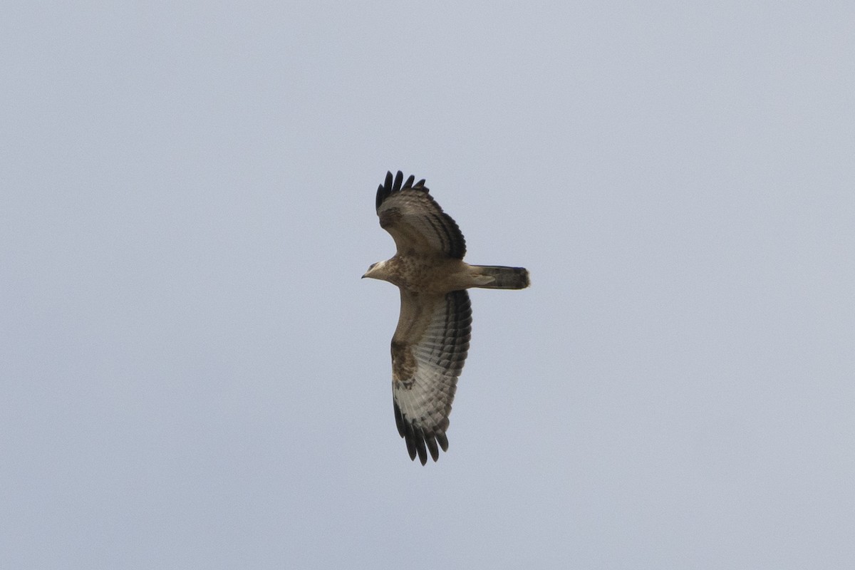 European Honey-buzzard - ML647284616