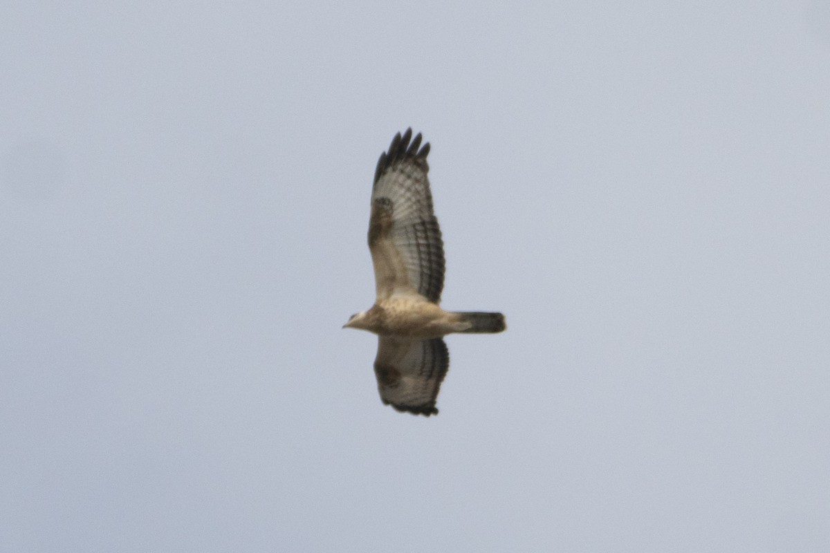 European Honey-buzzard - ML647284617