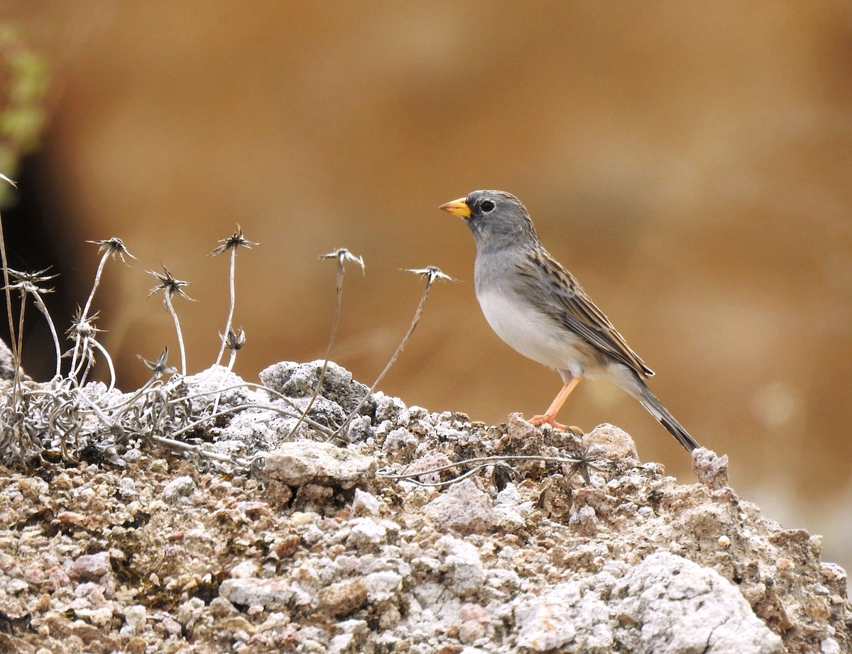 Band-tailed Sierra Finch - ML647284619