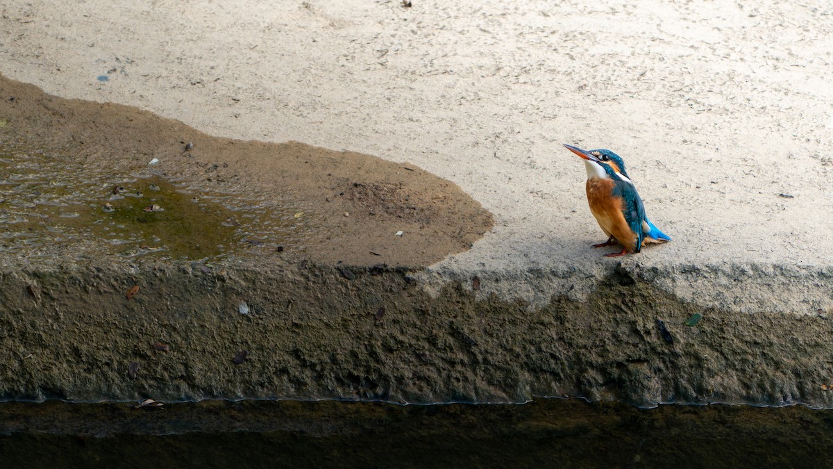 שלדג גמדי - ML647284622
