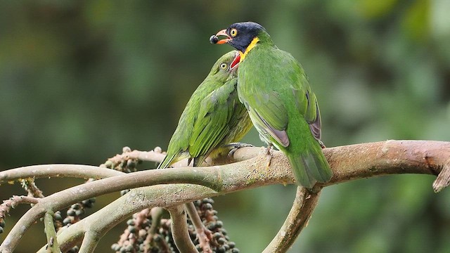 Orange-breasted Fruiteater - ML647284625