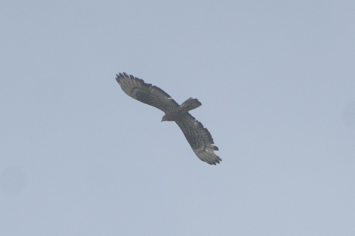 European Honey-buzzard - ML647284627