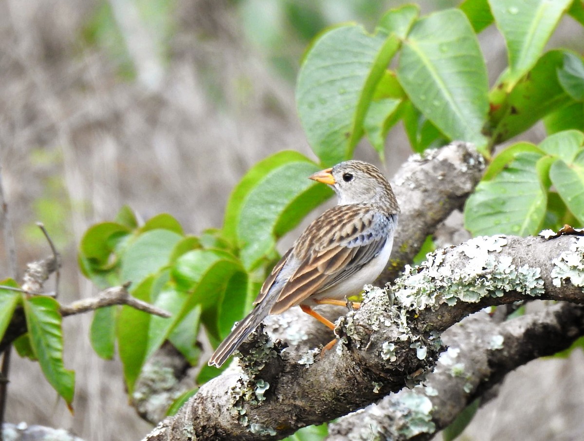 Band-tailed Sierra Finch - ML647284628