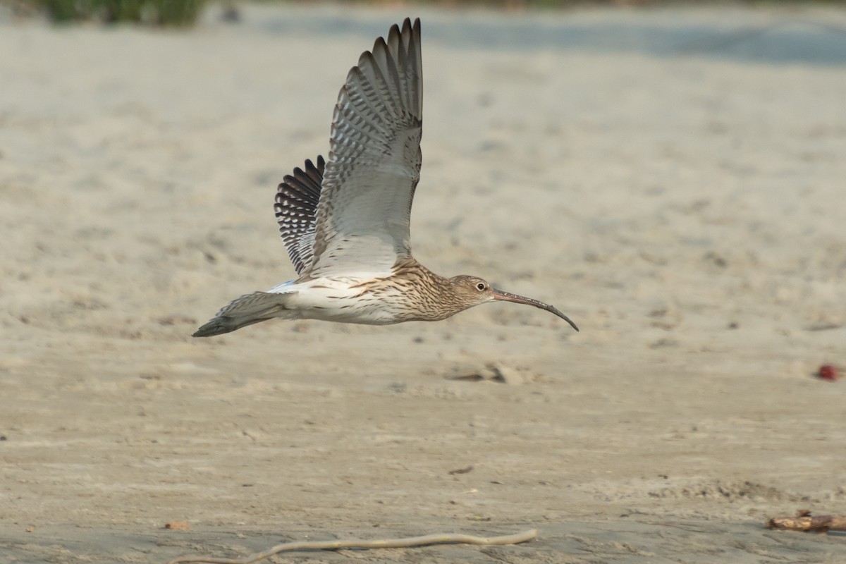 Brachvogel - ML647284629