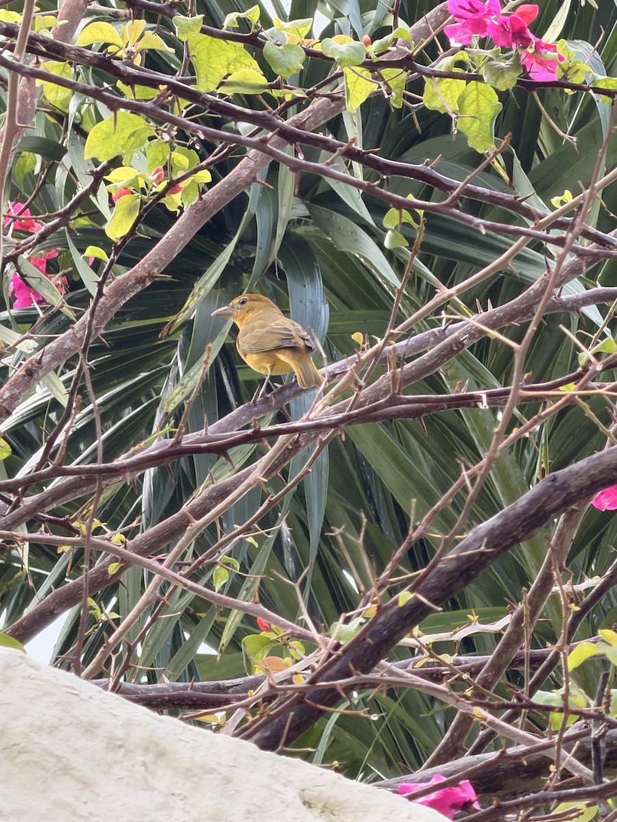 Summer Tanager - ML647284630