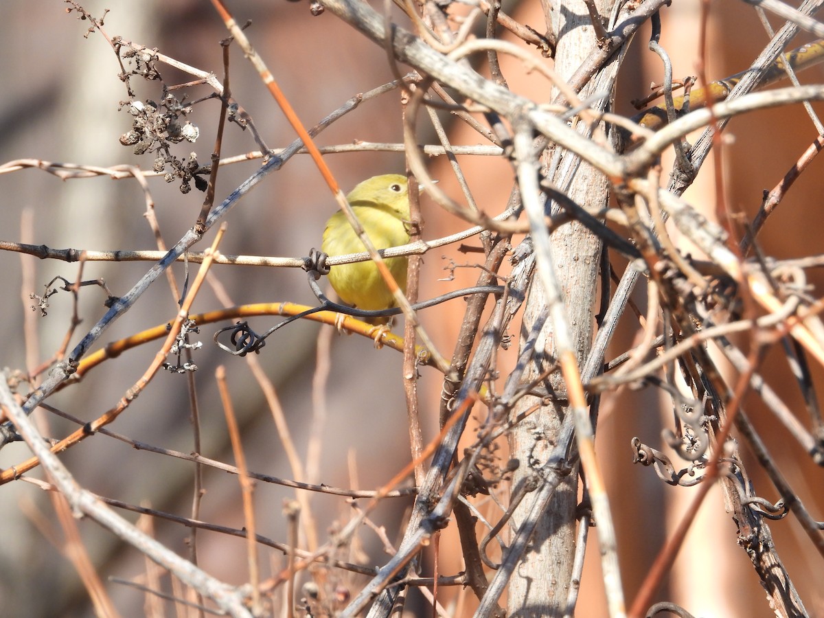Northern Yellow Warbler - ML647284634