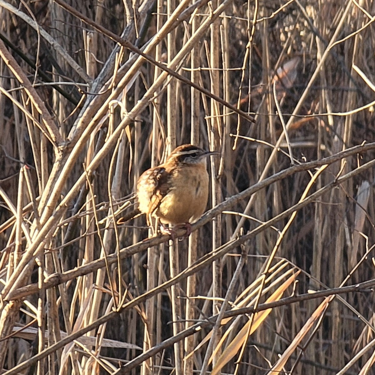 Carolina Wren - ML647284635