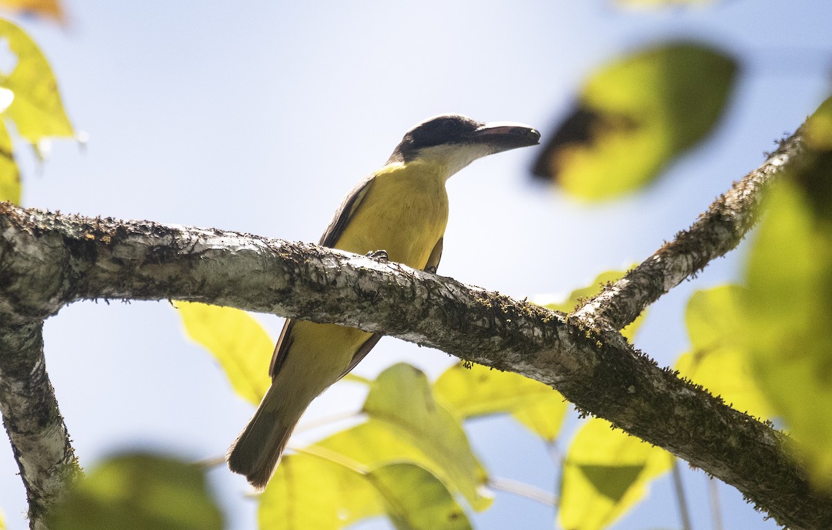 Пітанга-великодзьоб - ML647284638