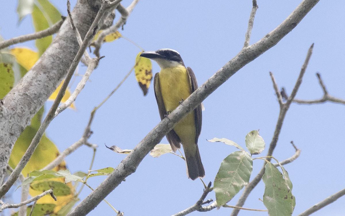 Пітанга-великодзьоб - ML647284639