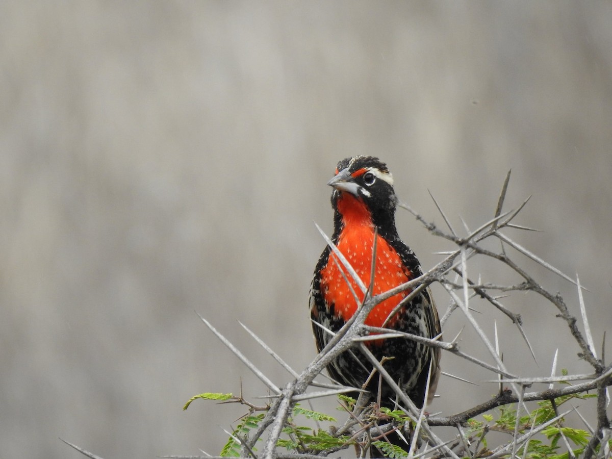 Peruvian Meadowlark - ML647284640