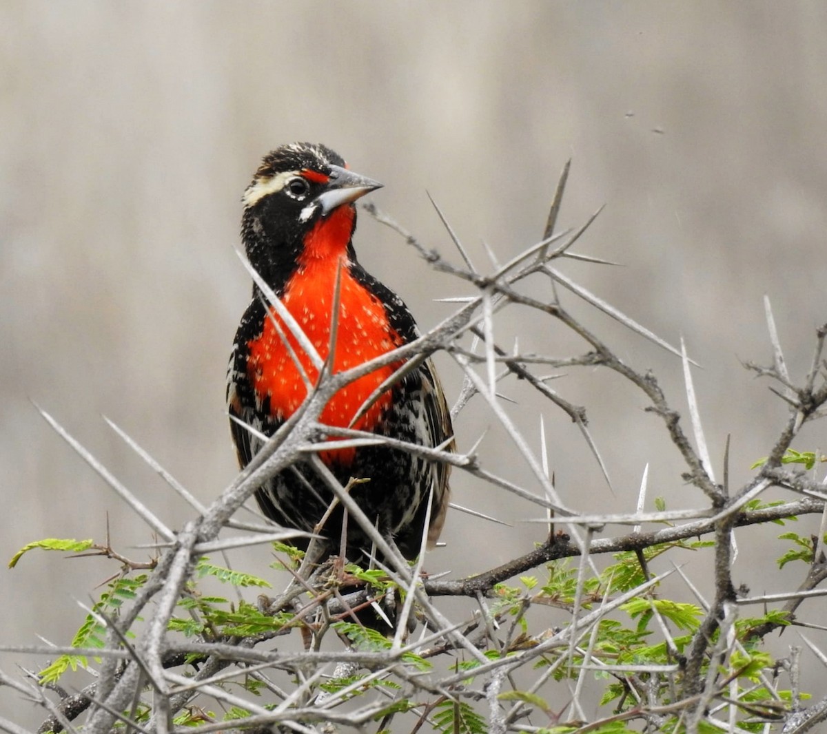 Peruvian Meadowlark - ML647284651