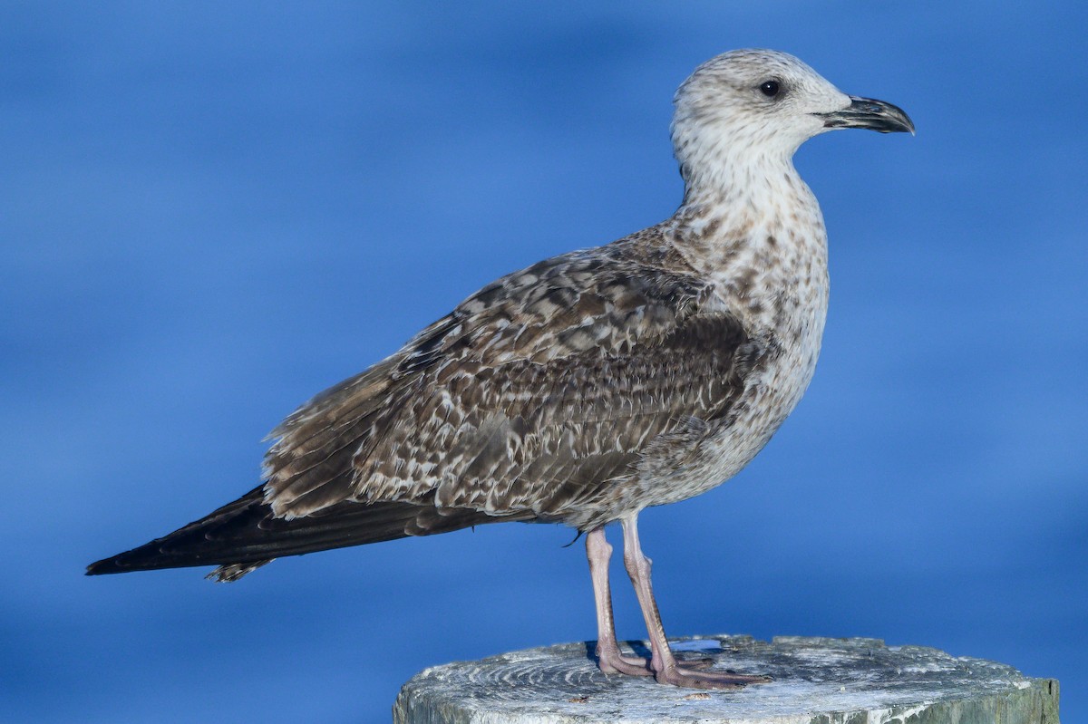 ニシセグロカモメ - ML647284653