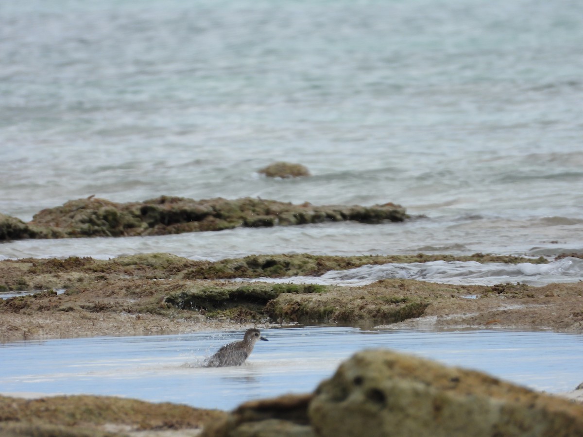 ダイゼン - ML647284654