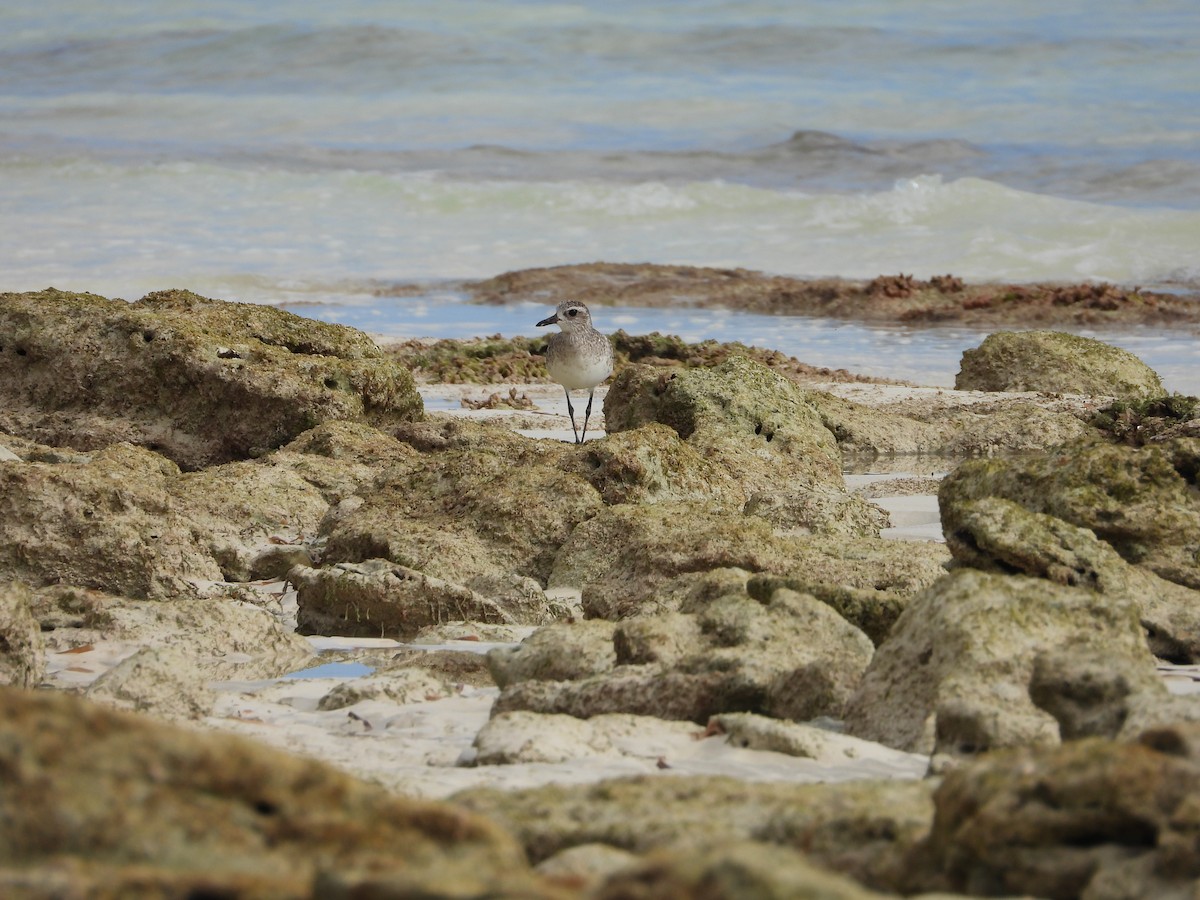 ダイゼン - ML647284655