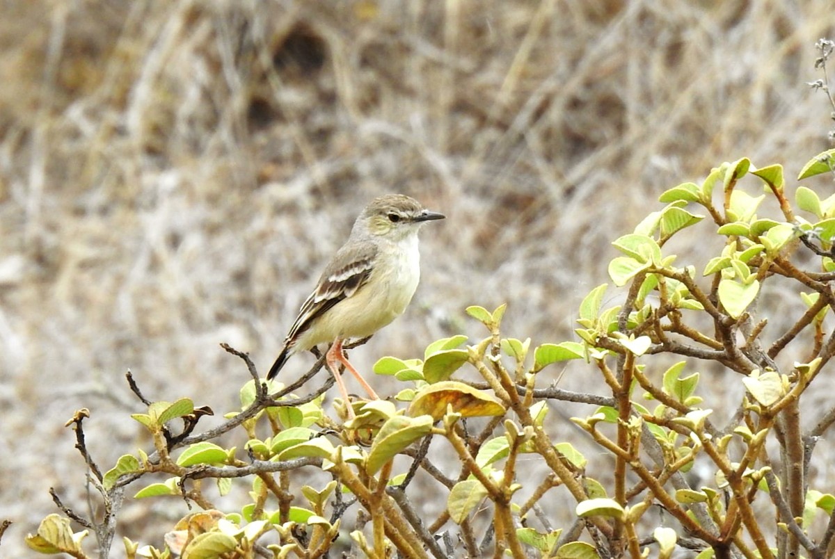 Short-tailed Field Tyrant - ML647284656