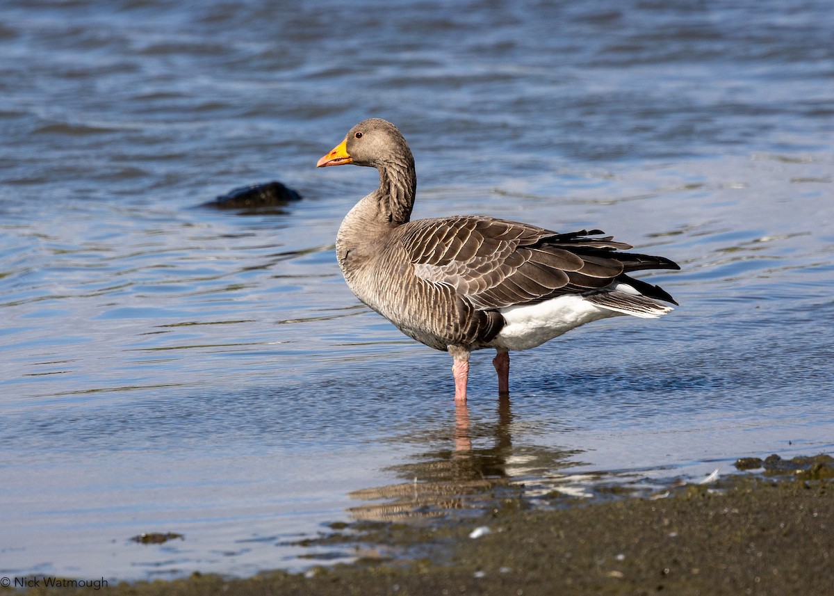 Graylag Goose - ML647284657