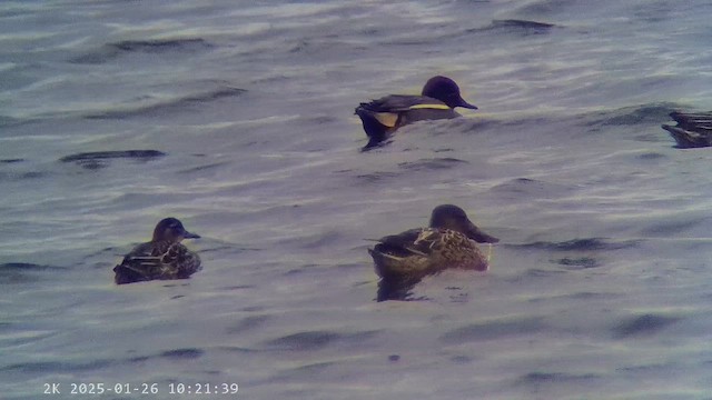 Garganey - ML647284663