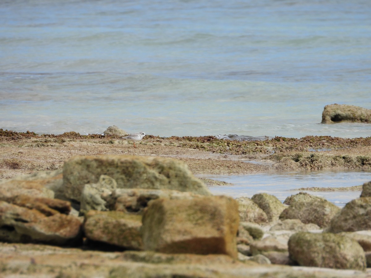 Flötenregenpfeifer - ML647284664