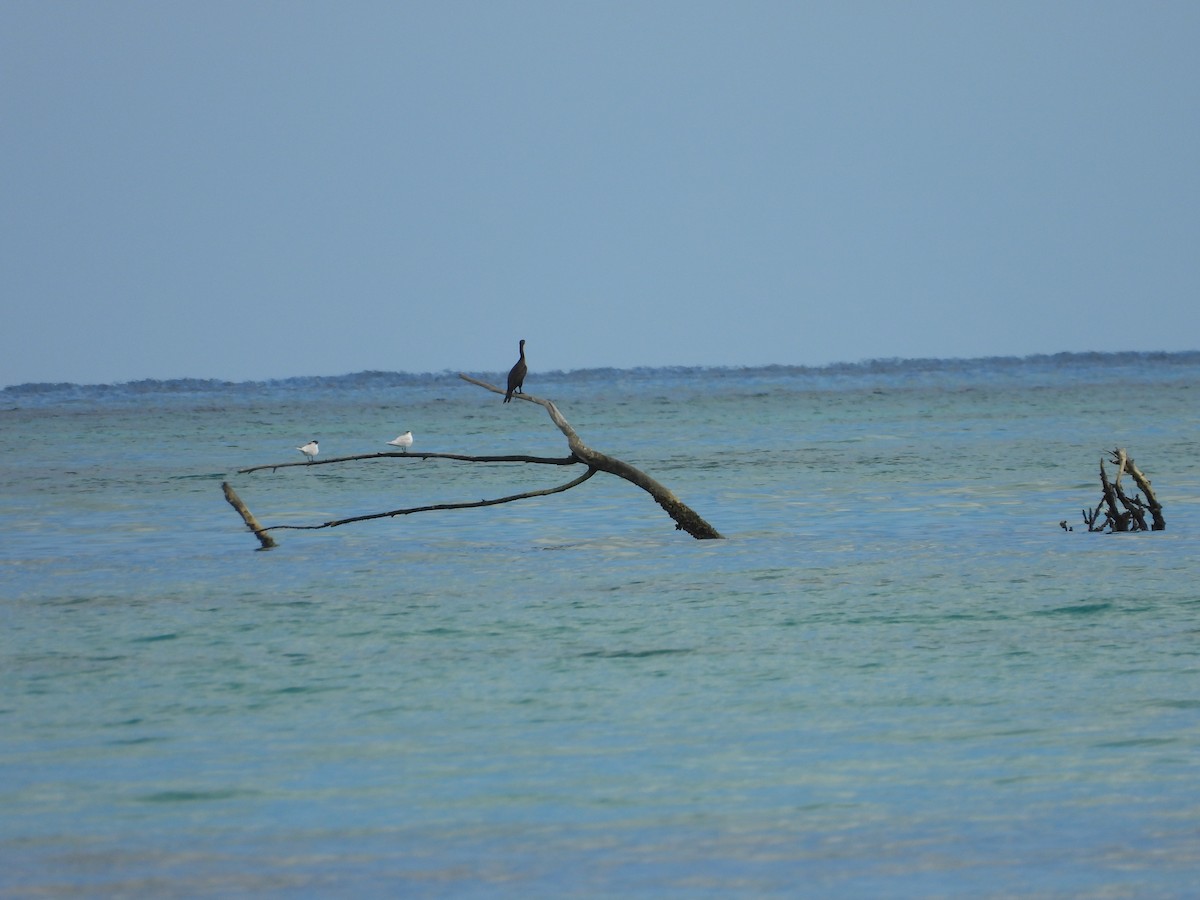 שחפית גדולה - ML647284674