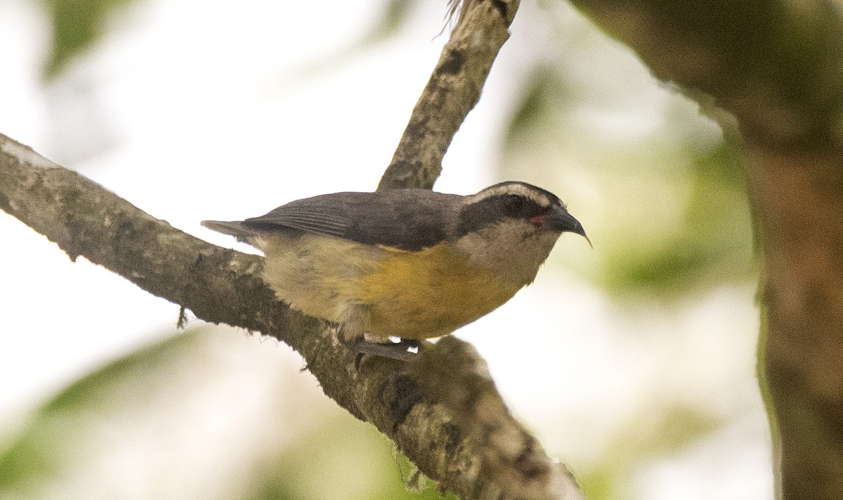 Sucrier à ventre jaune - ML647284676