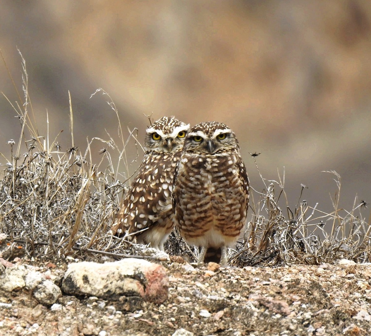 Burrowing Owl - ML647284677