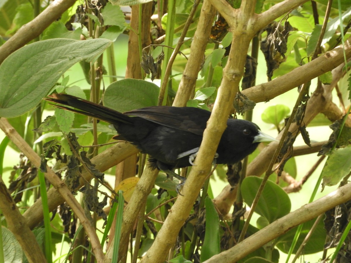 Solitary Black Cacique - ML647284682