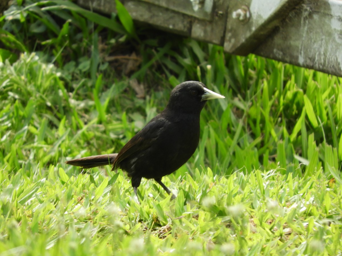 Solitary Black Cacique - ML647284683