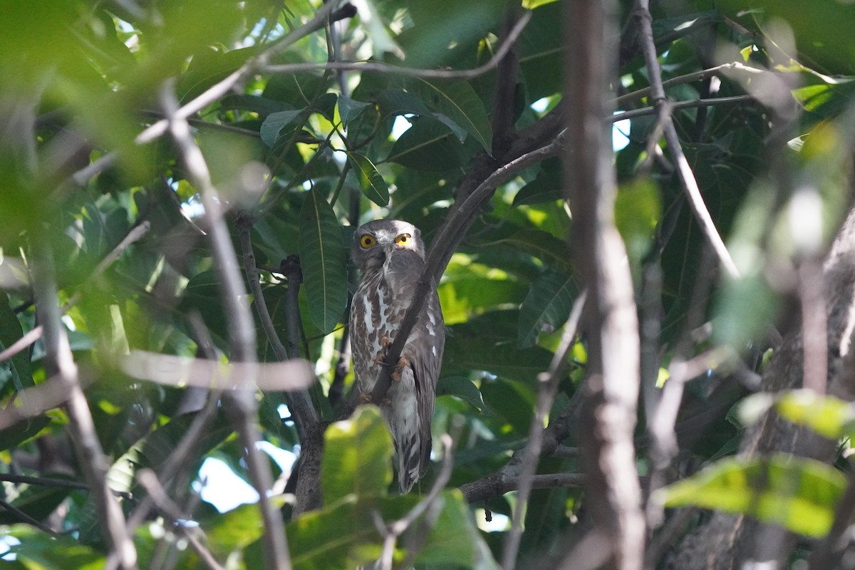 Brown Boobook - ML647284684