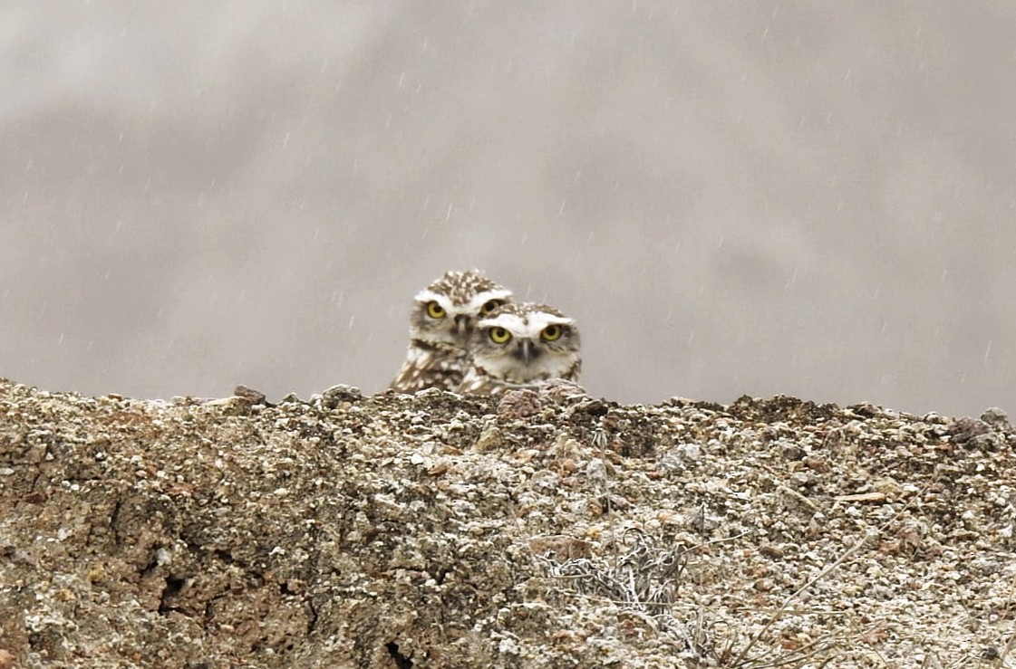 Burrowing Owl - ML647284685