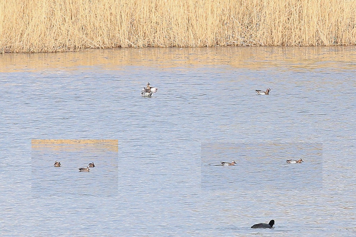 Garganey - ML647284686