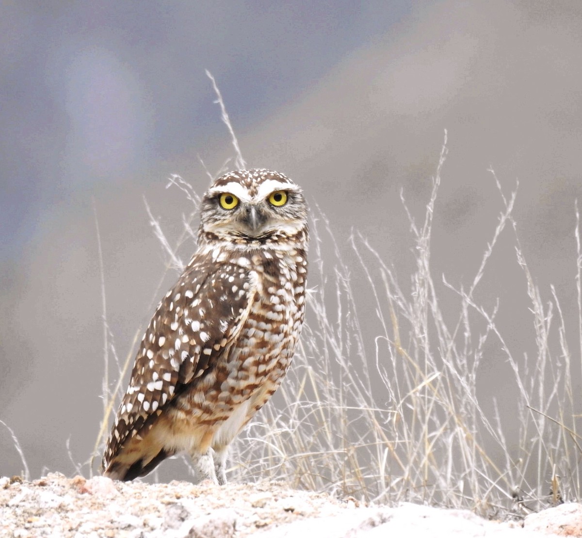 Burrowing Owl - ML647284691