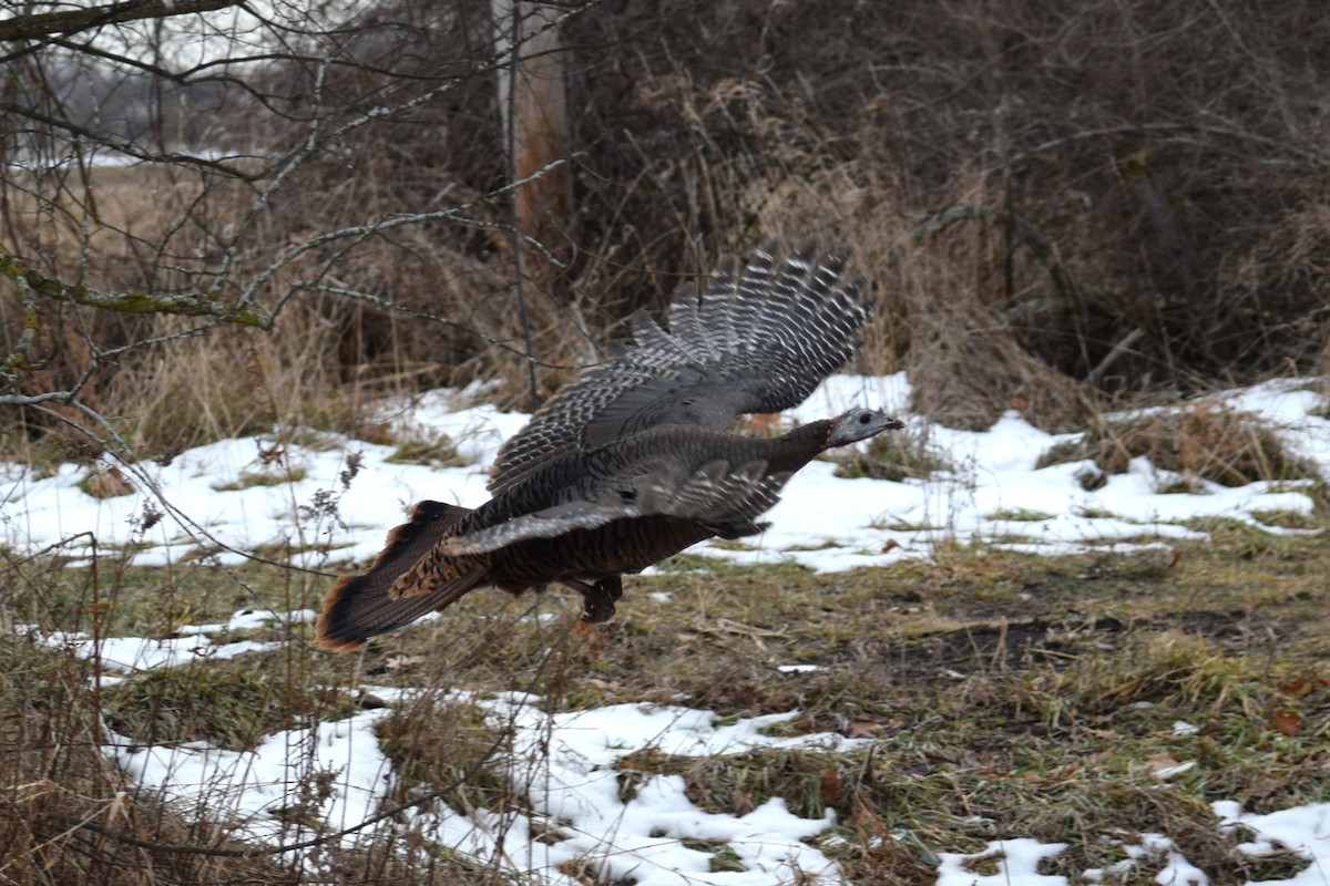 Wild Turkey - ML647284697
