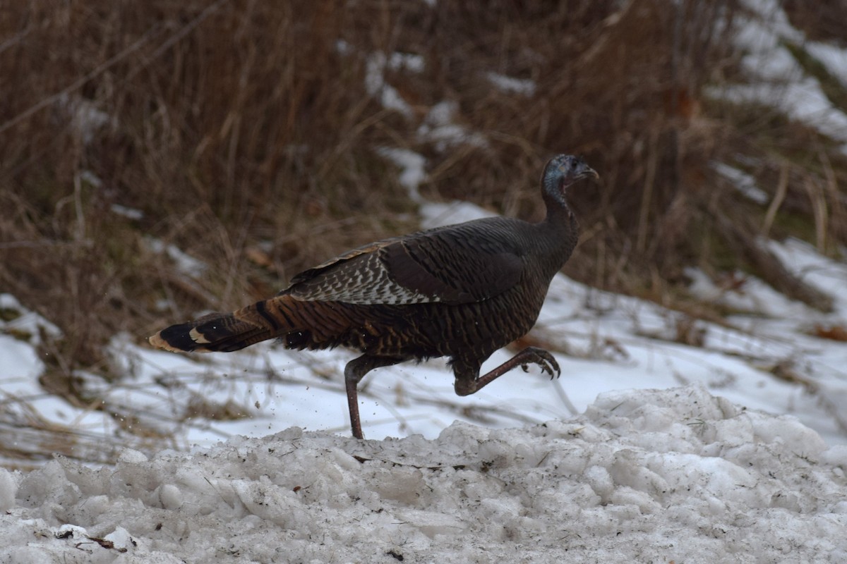 Wild Turkey - ML647284698
