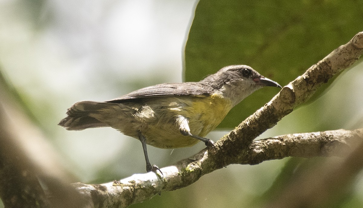 Sucrier à ventre jaune - ML647284700