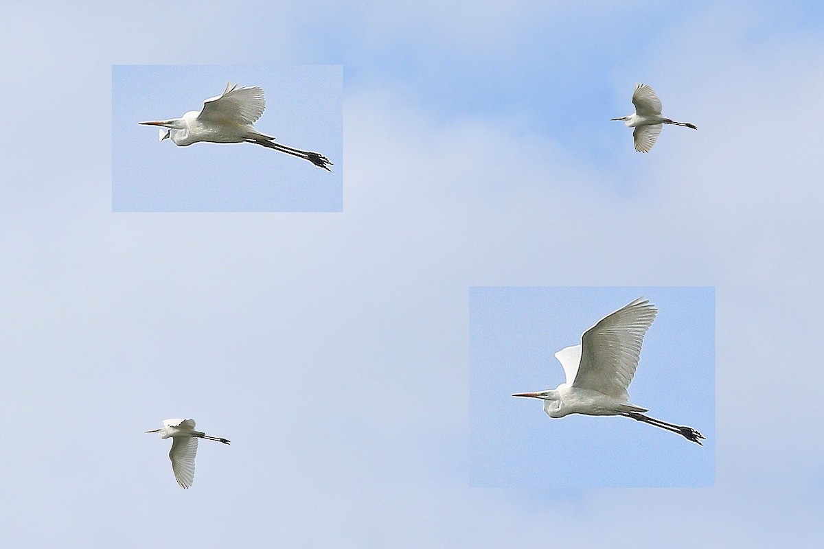 Great Egret (alba) - ML647284703