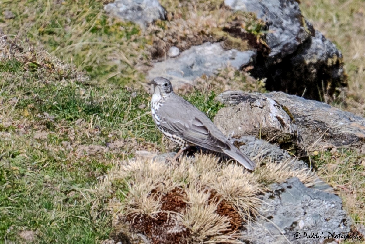 Mistle Thrush - ML647284711