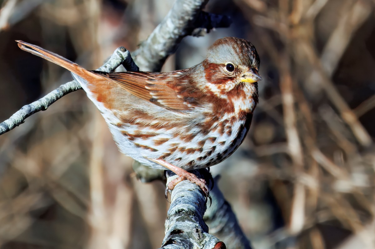 Fox Sparrow (Red) - ML647284728